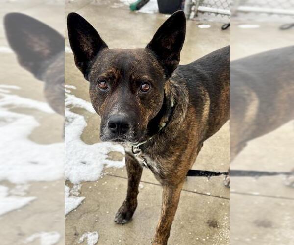 Medium Photo #1 German Shepherd Dog Puppy For Sale in Center Township, PA, USA