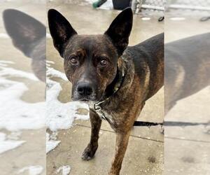 German Shepherd Dog Dogs for adoption in Center Township, PA, USA