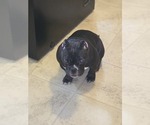 Small #4 Bullypit