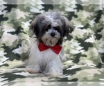 Small Photo #2 Havanese Puppy For Sale in LAKELAND, FL, USA