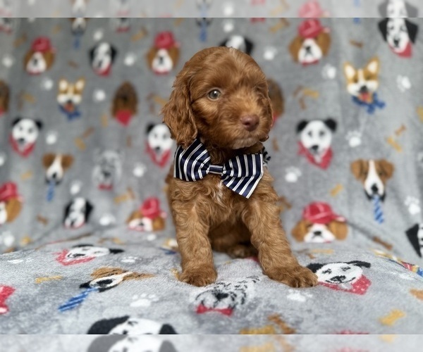 Medium Photo #2 Cockapoo (Miniature) Puppy For Sale in LAKELAND, FL, USA