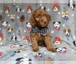 Small #1 Cockapoo (Miniature)