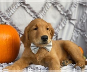 Golden Retriever Puppy for sale in LANCASTER, PA, USA