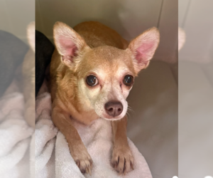 Chihuahua Dogs for adoption in Bolivar, MO, USA