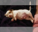 Small Photo #2 Shih-Poo Puppy For Sale in SAN ANTONIO, TX, USA