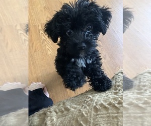 YorkiePoo Puppy for sale in LYNCHBURG, VA, USA
