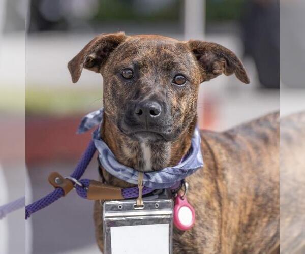 Medium Photo #14 Labrador Retriever-Unknown Mix Puppy For Sale in San Diego, CA, USA