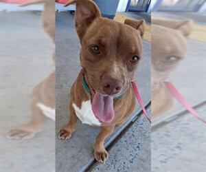 Bulldog-Chihuahua Mix Dogs for adoption in Bakersfield, CA, USA