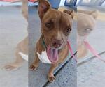 Small Bulldog-Chihuahua Mix