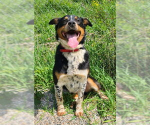 Mutt Dogs for adoption in Lake City, MI, USA