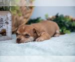 Small Photo #21 Chihuahua-Chorkie Mix Puppy For Sale in FREDERICKTOWN, OH, USA
