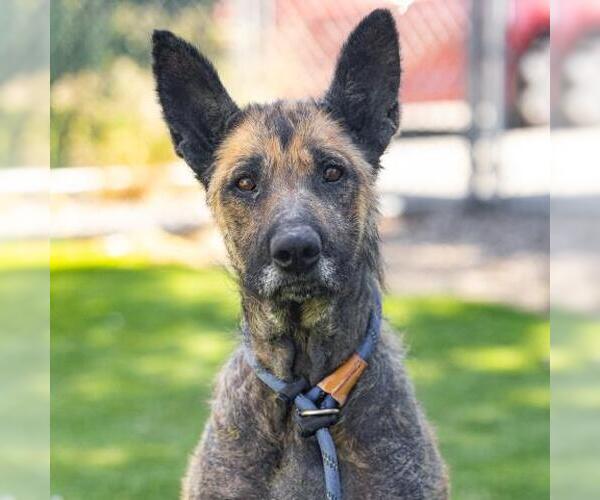 Medium Photo #2 German Shepherd Dog Puppy For Sale in Camarillo, CA, USA