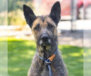 *CORA - Female German Shepherd Dog Dog for Adoption - Photo #2