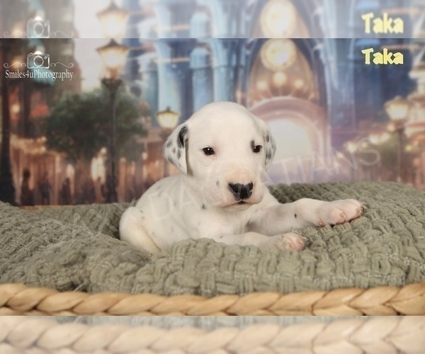 Medium Photo #16 Dalmatian Puppy For Sale in HIGHLAND, IL, USA
