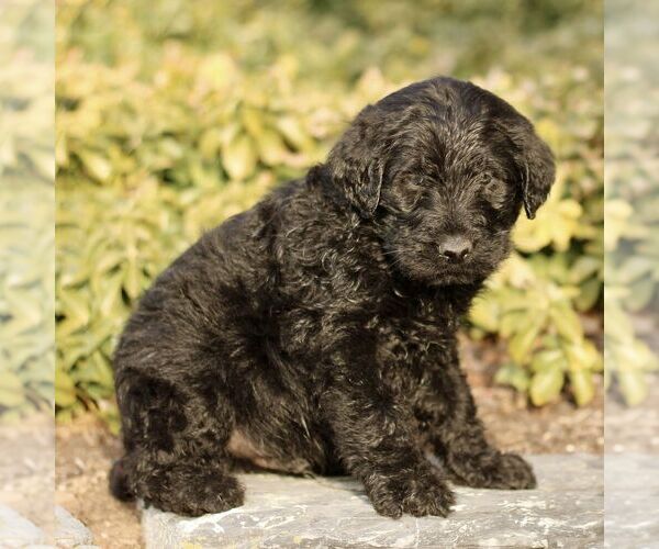 Medium Photo #2 Labradoodle Puppy For Sale in RONKS, PA, USA