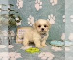 Small #4 Mal-Shi
