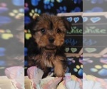 Small Photo #4 Yorkshire Terrier Puppy For Sale in AKRON, OH, USA