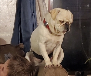 Father of the Pug puppies born on 07/09/2025