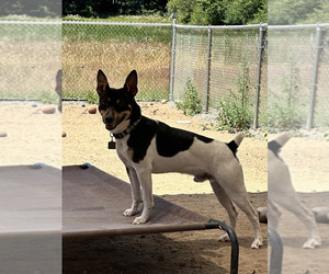 Father of the Rat Terrier puppies born on 09/06/2025