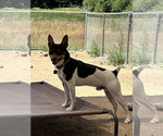 Small Photo #1 Rat Terrier Puppy For Sale in MOLALLA, OR, USA
