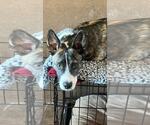 Small #1 Mutt