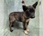 Small Akita Mix