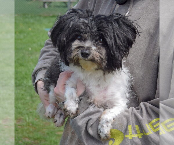 Medium Photo #4 Shih Tzu Puppy For Sale in Huntley, IL, USA