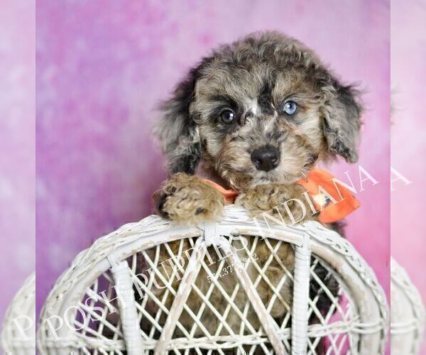 Medium Photo #3 Poodle (Miniature) Puppy For Sale in WARSAW, IN, USA