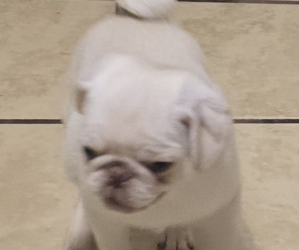 Medium Photo #7 Pug Puppy For Sale in KERNERSVILLE, NC, USA