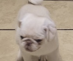 Small #6 Pug