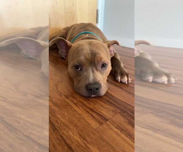 Medium Photo #3 Mutt Puppy For Sale in Minneapolis, MN, USA