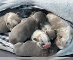 Small Photo #8 French Bulldog Puppy For Sale in HAMPTON, GA, USA