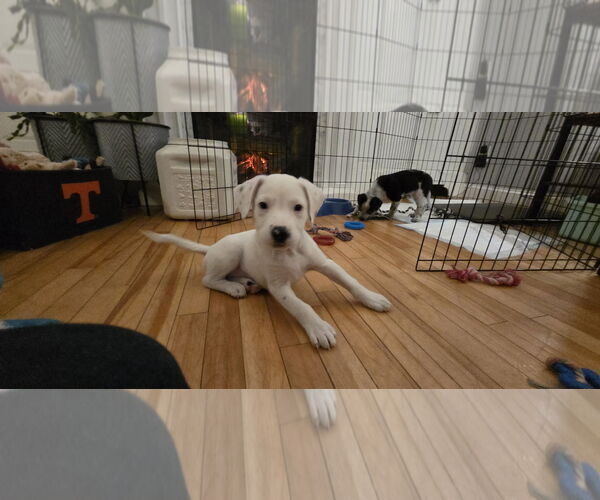 Medium Photo #3 Mutt Puppy For Sale in pomfret, CT, USA
