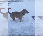 Small Photo #1 American Pit Bull Terrier Puppy For Sale in MUSCATINE, IA, USA