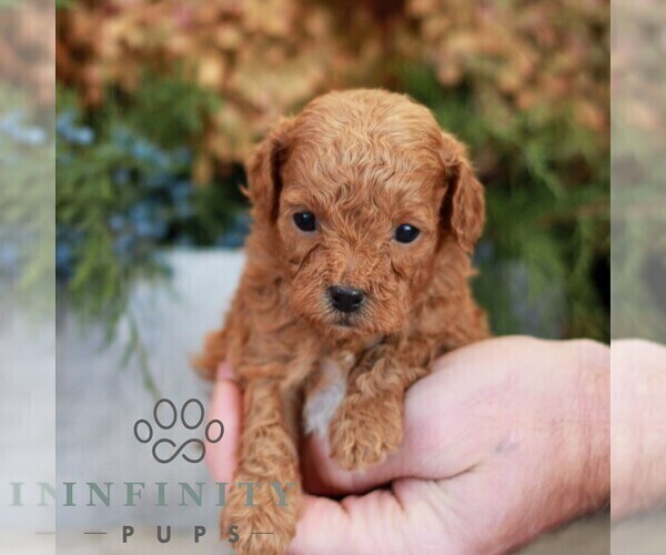 Medium Photo #4 Cavapoo (Miniature) Puppy For Sale in NARVON, PA, USA