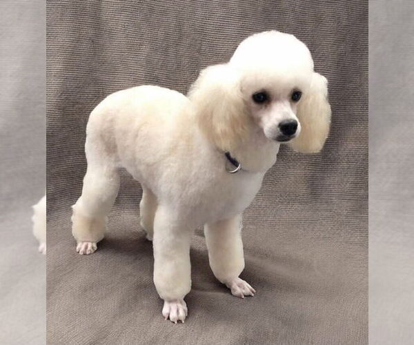Medium Photo #1 Poodle (Miniature) Puppy For Sale in Lincolnwood, IL, USA
