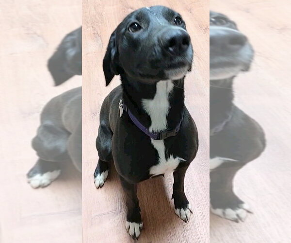 Medium Photo #4 Labrador Retriever-Unknown Mix Puppy For Sale in Boston, MA, USA