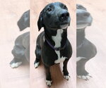 Small #3 Labrador Retriever Mix