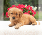 Small #2 Golden Retriever
