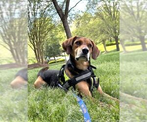 English Foxhound Dogs for adoption in garner, NC, USA