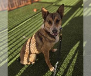 German Shepherd Dog-Unknown Mix Dogs for adoption in Las Vegas, NV, USA