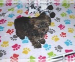 Small Photo #6 Havashire Puppy For Sale in ORO VALLEY, AZ, USA