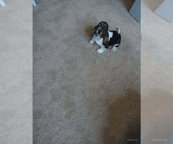 Medium Photo #2 Basset Hound Puppy For Sale in SALEM, WV, USA