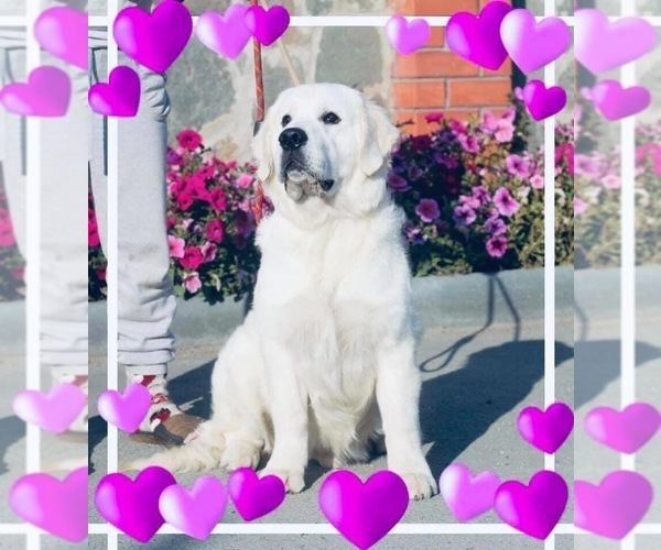 Medium Photo #30 English Cream Golden Retriever Puppy For Sale in MEDFORD TOWNSHIP, NJ, USA