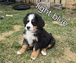Small Photo #37 Bernese Mountain Dog Puppy For Sale in SALMON, ID, USA