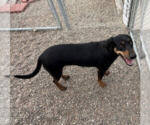 Doberman Pinscher-Labrador Retriever Mix Dogs for adoption in Emmett, ID, USA