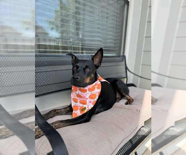 Medium Photo #25 Mutt Puppy For Sale in Houston, TX, USA