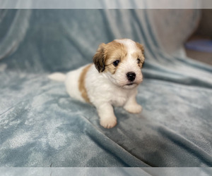 Coton de Tulear Puppy for sale in BIG RAPIDS, MI, USA