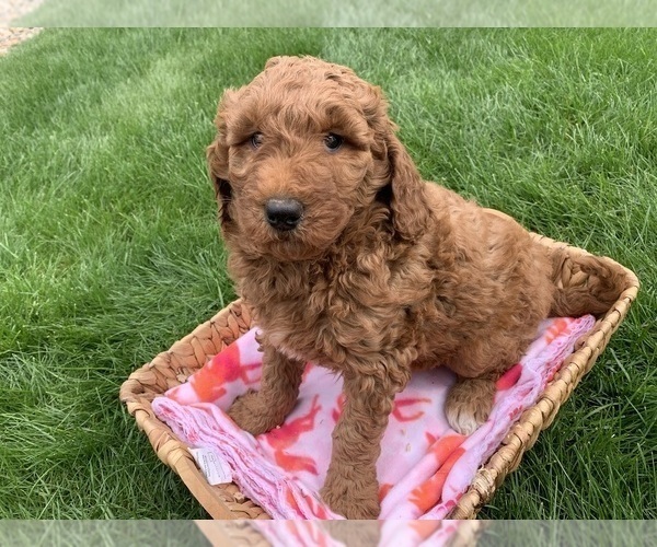 Medium Photo #4 Goldendoodle Puppy For Sale in SHIPSHEWANA, IN, USA