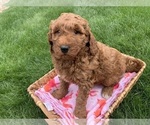 Small Photo #4 Goldendoodle Puppy For Sale in SHIPSHEWANA, IN, USA